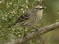 Yellow-rumped Warbler