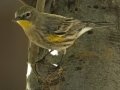 Yellow-rumped Warbler
