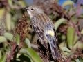 Yellow-rumped Warbler