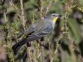 Yellow-rumped Warbler