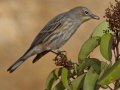 Yellow-rumped Warbler