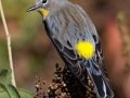 Yellow-rumped Warbler