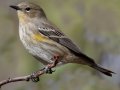 Yellow-rumped Warbler
