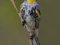Yellow-rumped Warbler