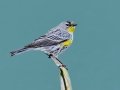 Yellow-rumped Warbler