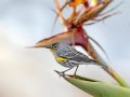 Yellow-rumped Warbler