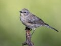 Yellow-rumped Warbler