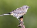 Yellow-rumped Warbler