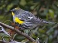 Yellow-rumped Warbler