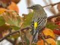 Yellow-rumped Warbler