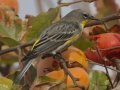 Yellow-rumped Warbler