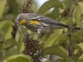 Yellow-rumped Warbler