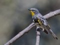Yellow-rumped Warbler