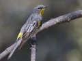 Yellow-rumped Warbler