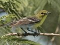 Yellow-throated Vireo