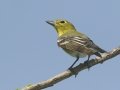 Yellow-throated Vireo