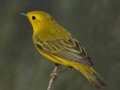 Yellow Warbler