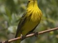 Yellow Warbler