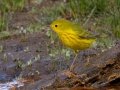 Yellow Warbler