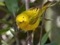 Yellow Warbler