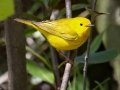 Yellow Warbler