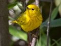 Yellow Warbler