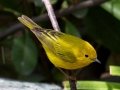 Yellow Warbler