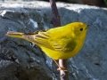Yellow Warbler