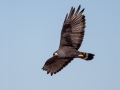 Zone-tailed Hawk - Lake Ramona, 11-06-2013