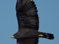 Zone-tailed Hawk - Lake Ramona, 11-06-2013